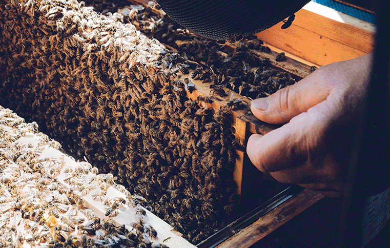 Samples Bienen - Imkereimuseum